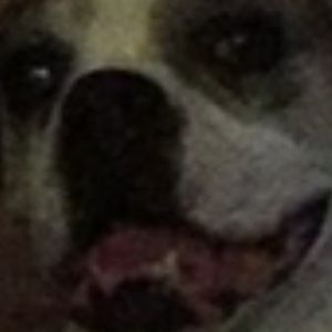 Meet your Posher, Tyson